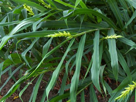 細長葉植物|KsBookshelf 辞典・用語 葉の図鑑 細長い葉・針状の葉・棒状の。